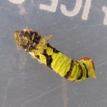 20120105_0008_Papilio demodocus_Häutung_Larve_Ukunda_Kenia