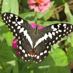 20120307_0030_Papilio demodocus_Ukunda_Kenia